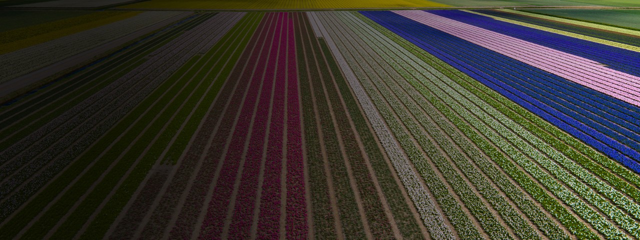 The unusual look opens from height of bird's flight